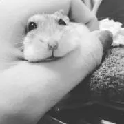ゆり