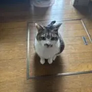 ケンボバスの画像