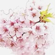 さくらこの画像