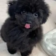 みかんの画像