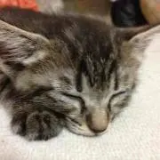 みづち