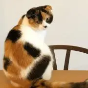aiの画像