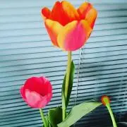 けろりの画像