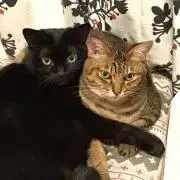 イケの画像