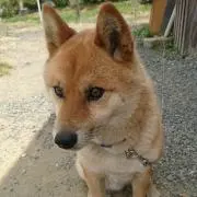 あっちゃんの画像
