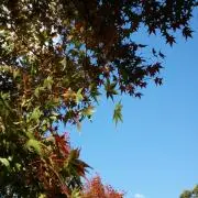 ルチルの画像