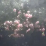 105_vuyの画像