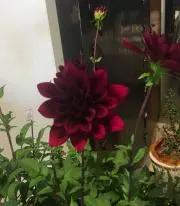 siamの画像