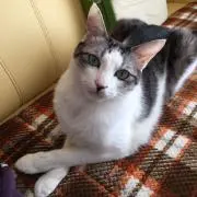 ゆうニャン♪の画像