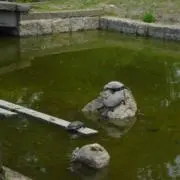オキの画像