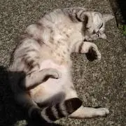 ねこくんの画像