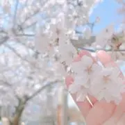 さくねこの画像