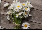 Daisyの画像