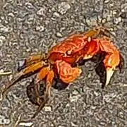 りんごモモの画像