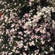 hanaの画像