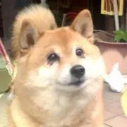 Pia♪の画像