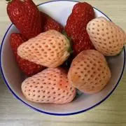 いちごの画像
