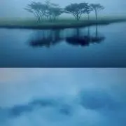ひまわりの画像