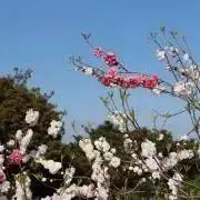 出品