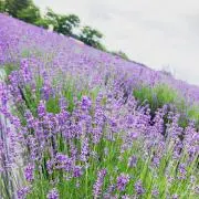 きなこもちの画像