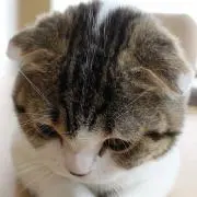 nekoma-kuの画像