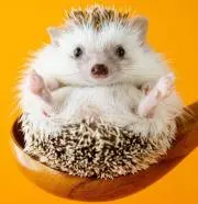 hedgehog