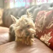 mocoの画像