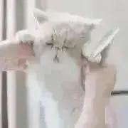 ねこまる《断捨離のため出品中です》の画像