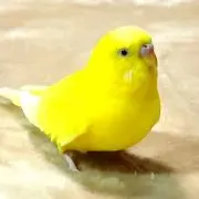 CP3の画像
