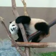 クロップスの画像