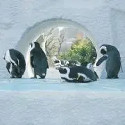 MUの画像