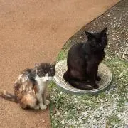 まる子の画像