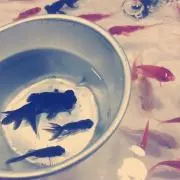 まき
