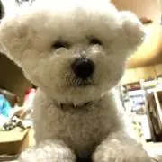 ミッキー
