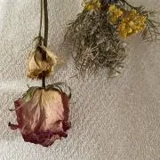 marily_nの画像