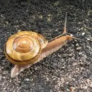 塩焼