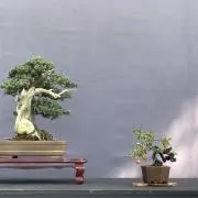 三河盆栽