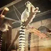 ワオキツネザル
