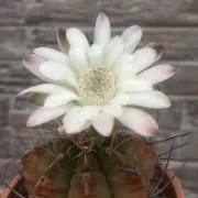 たにーの画像