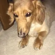 やっちゃんの画像