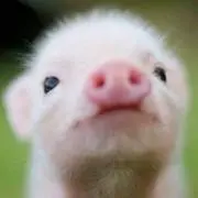 ニカ