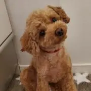 キャン☆