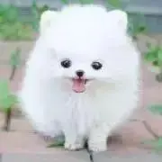 ぽめきちの画像