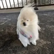 dooの画像