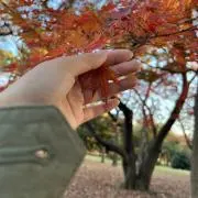杏の画像