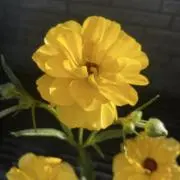 ジュリアン