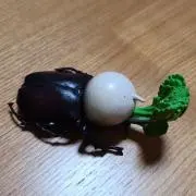 蕪トムシの画像