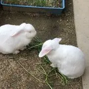 うさこの画像