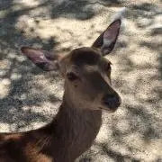 PEPEの画像