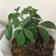 じぇらーるの画像
